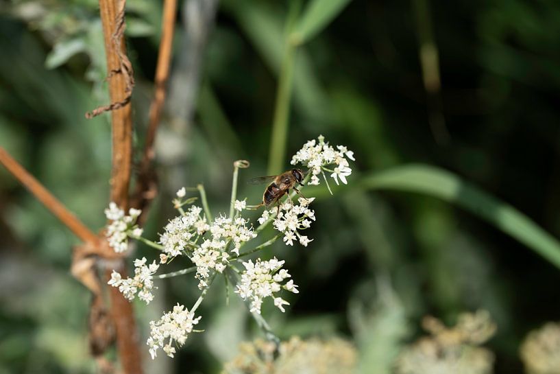 Le monde des insectes par Roland de Zeeuw
