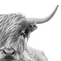 Portrait Photo Scottish Highlander Black and White