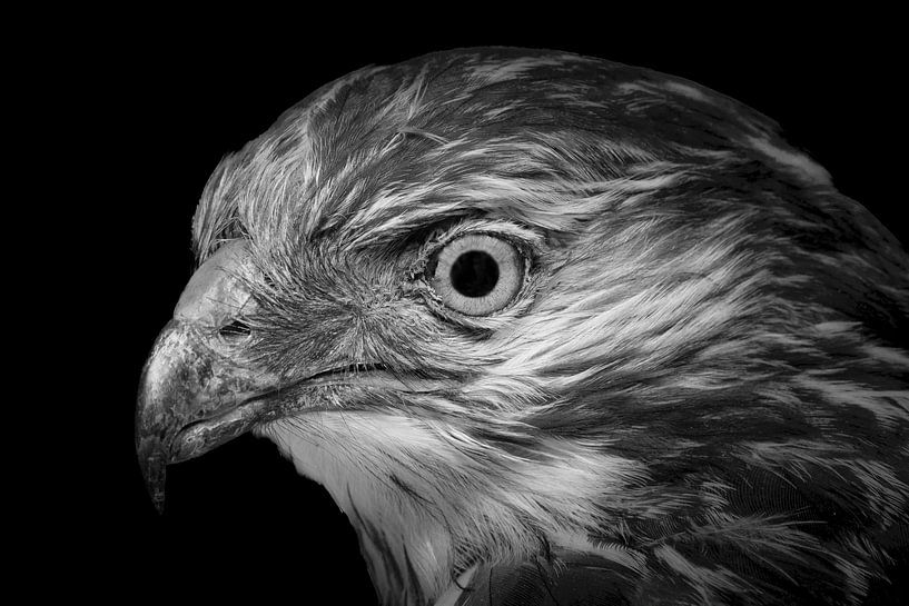 La buse par foto by rob spruit