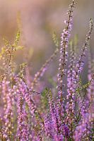 Bruyère en gros plan dans la lumière du soleil couchant