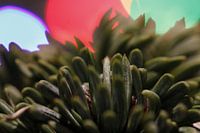 Kiefernnadeln mit Licht