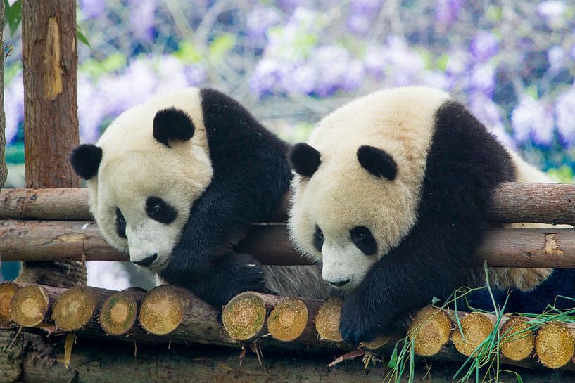 Panda von Pieter De Wit