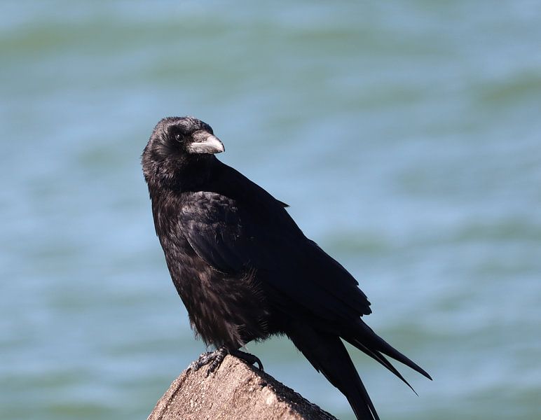 Crow by Erwin Pieters