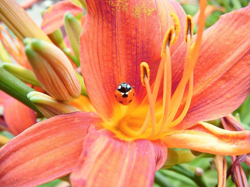 Lely mit Kapoentje von Desiree Barents