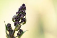 Beeren auf einem Zweig