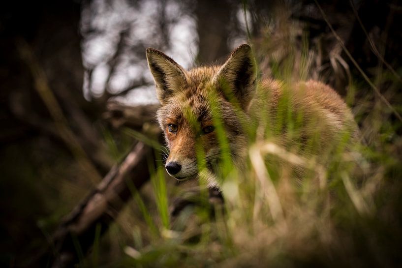 Ogen in het duister by Sander Meertins