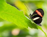 Zwarte vlinder met witte en oranje streep op groen blad