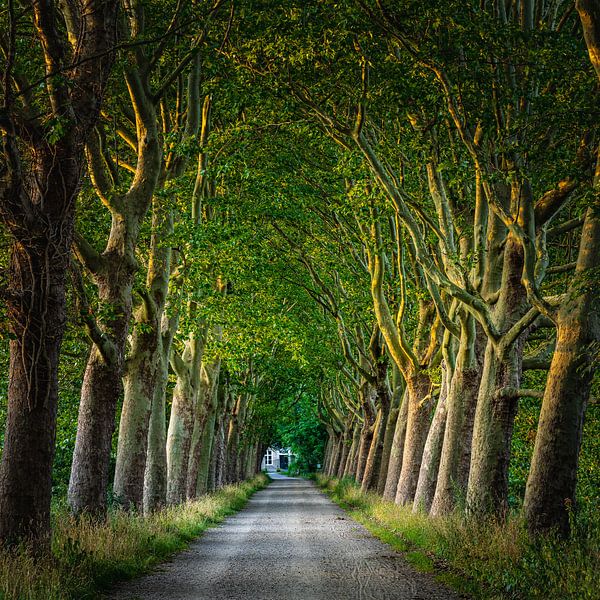 Halder/ Haanwijk von Goos den Biesen