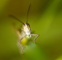 Sprinkhaan springt uit de bosjes