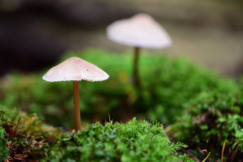 A mushroom on the moss by Gerard de Zwaan