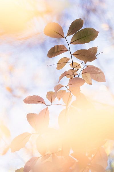 Gorgeous light by Bob Daalder