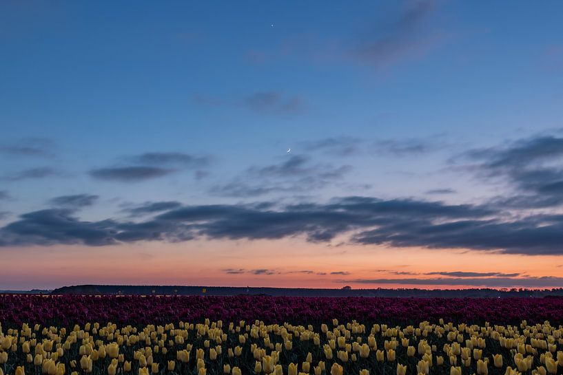 Tulipes par Johan Mooibroek