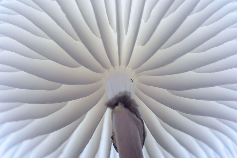 Porcelain fungus by Douwe Schut