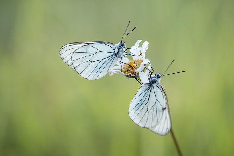 Großes geädertes Weiß von Esther Ehren
