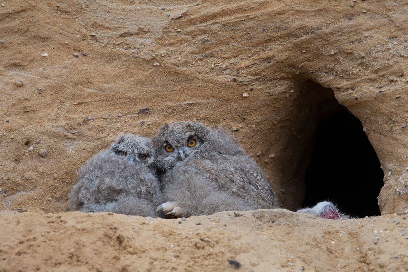 Eagle Owl  * Bubo bubo *,  very young chicks, wildlife by wunderbare Erde