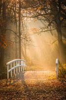Herfstkleuren in het bos