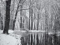 Reflet des arbres couverts de neige