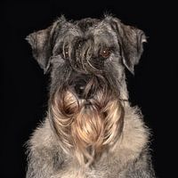 schnautzer auf schwarzem Hintergrund