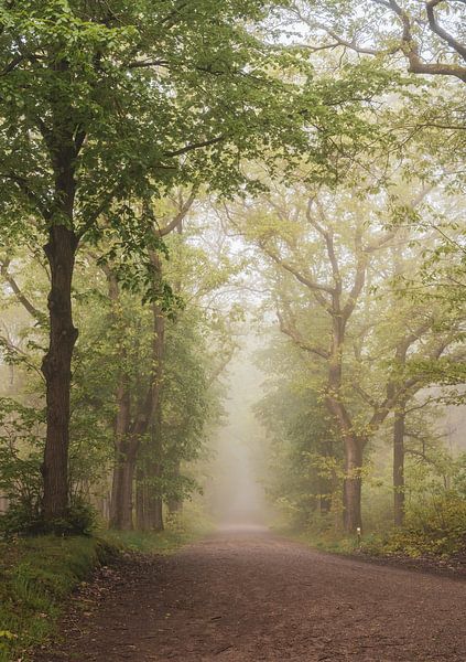 arbres pittoresques par Tania Perneel