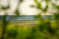 Petit cerf dans la nature