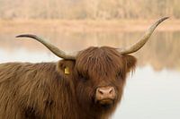 Highlander in the lowlands