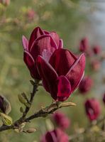 Blood-red Magnolia
