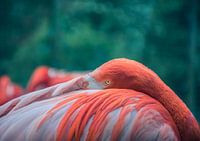 Sweet flamingo