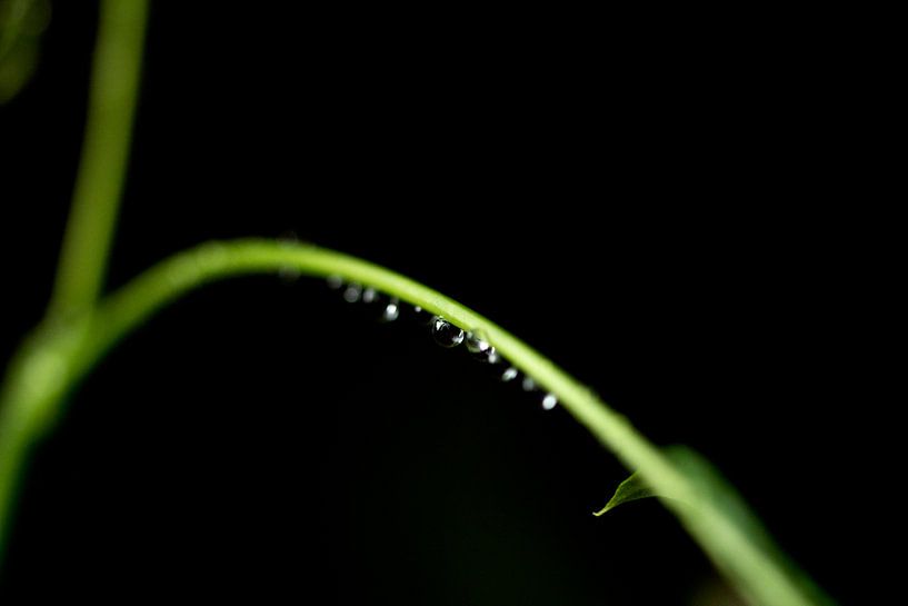 gouttes sur une tige 2 par hetty'sfotografie