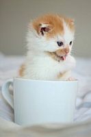 kitten in mug standing