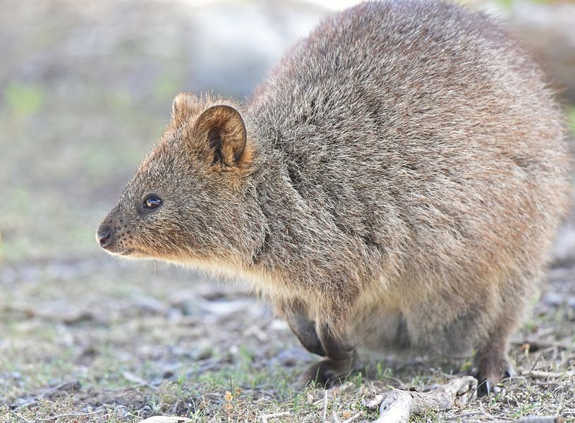 Le quokka (Setonix brachyurus) est un wallaby, une petite espèce de kangourou, du sud-ouest de l'Australie. par Rini Kools