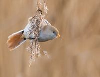 Baardman recht vooruit