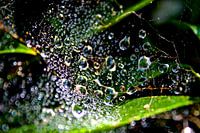 Kracht van de natuur. Waterweb. Force of nature 