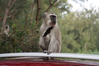 Vervet monkey on car roof