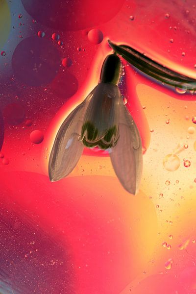 Sneeuwklokje in olie par Marcel van Rijn