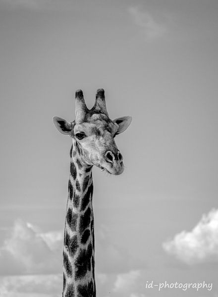 giraffe chobe namibie black and white by Idphotography