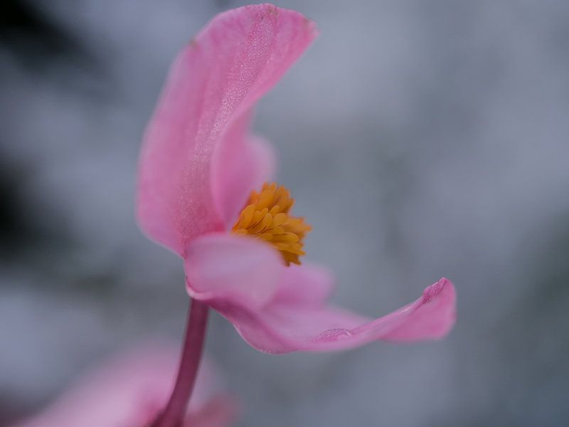 Recht uit het hart by Henk Goossens