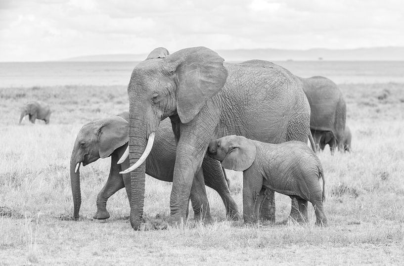 Une affaire de famille ! par Robert Kok
