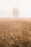 Arbre à la lumière dorée