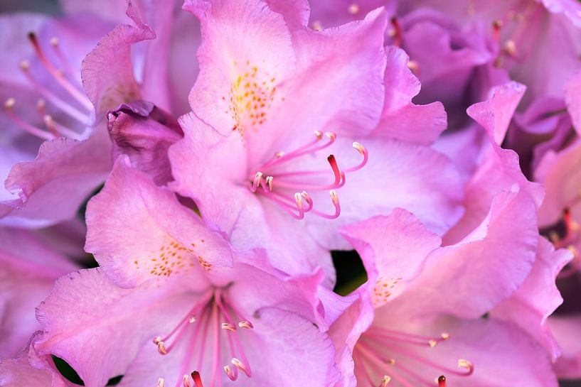Roze Rhododendron von André Scherpenberg