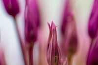 Oignon ornemental/ allium