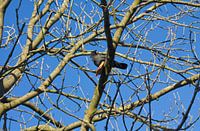 Kraai in de boom met een stuk brood
