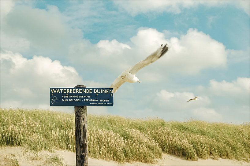 Die Dünen von Texel von Stefan Witte