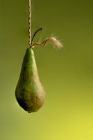 Ein modernes Stillleben - die Birne - Ton in Ton