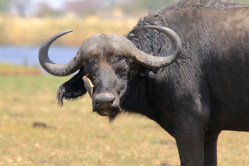 Buffalo with oxpecker (au) by Petervanderlecq