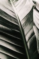 Bananier vert botanique, Strelitzia nicolai