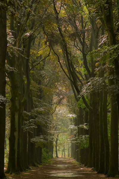 Schöne Farben nach Regen im Wald von Sabina Meerman