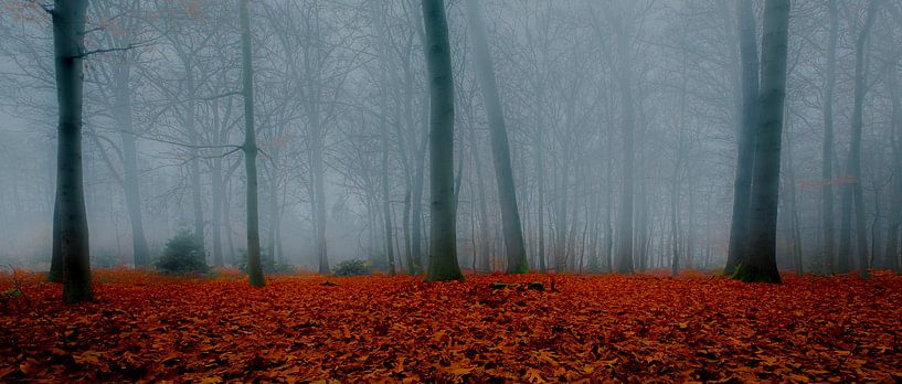 Forêt dans le brouillard par Remko Ongersma