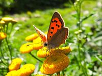 Bruine vuurvlinder (lycaena tityrus)