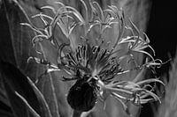 Korenbloem in zwartwit