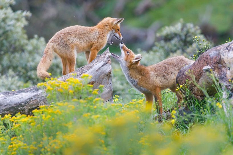 les renards roux par Pim Leijen